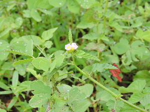  ( - DNAFR001704)  @11 [ ] Copyright (2016) Gujarat Biodiversity Gene Bank, GSBTM, DST, GoG Gujarat Biodiversity Gene Bank, GSBTM, DST, GoG