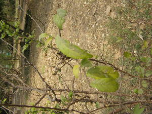  ( - DNAFR001791)  @11 [ ] Copyright (2017) Gujarat Biodiversity Gene Bank, GSBTM, DST, GoG Gujarat Biodiversity Gene Bank, GSBTM, DST, GoG