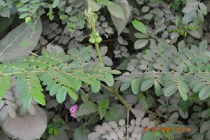  ( - DNAFR000187)  @11 [ ] Copyright (2014) Gujarat Biodiversity Gene Bank, GSBTM, DST, GoG Gujarat Biodiversity Gene Bank, GSBTM, DST, GoG
