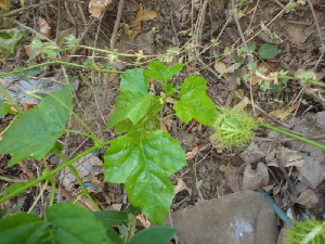  (Passiflora foetida - DNAFR000646)  @11 [ ] Copyright (2014) Gujarat Biodiversity Gene Bank, GSBTM, DST, GoG Gujarat Biodiversity Gene Bank, GSBTM, DST, GoG