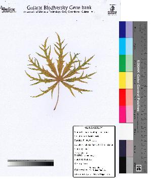  (Jatropha multifida - DNAFR000098)  @11 [ ] Copyright (2012) Unspecified Gujarat State Biotechnology Mission