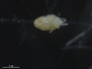  (Microtydeus - 16711-A05)  @12 [ ] CreativeCommons - Attribution (2010) David Porco Centre for Biodiversity Genomics