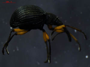  ( - 11242-C02)  @12 [ ] CreativeCommons - Attribution Non-Commercial Share-Alike (2011) Thibaud Decaens Universite de Rouen laboratoire ECODIV