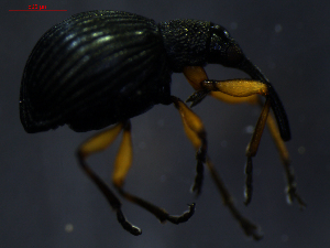  ( - 11242-C03)  @12 [ ] CreativeCommons - Attribution Non-Commercial Share-Alike (2011) Thibaud Decaens Universite de Rouen laboratoire ECODIV