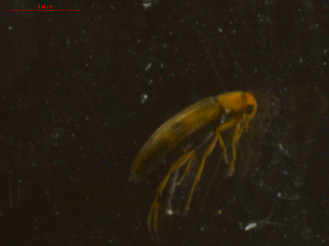  ( - 11239-D04)  @12 [ ] CreativeCommons - Attribution Non-Commercial Share-Alike (2011) Thibaud Decaens ECODIV