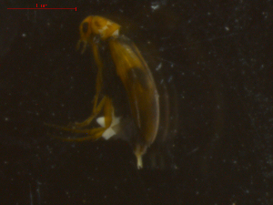  ( - 11239-D05)  @12 [ ] CreativeCommons - Attribution Non-Commercial Share-Alike (2011) Thibaud Decaens ECODIV