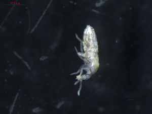  (Pseudosinella duodecimoculata - 01336-E07)  @14 [ ] CreativeCommons - Attribution Non-Commercial Share-Alike (2011) Thibaud Decaens ECODIV