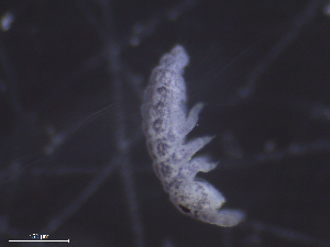  (Hypogastrura subboldorii - 11982-H01)  @14 [ ] CreativeCommons - Attribution (2010) David Porco Centre for Biodiversity Genomics