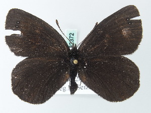  (Erebia AH01By - BC ZSM Lep 62372)  @11 [ ] CreativeCommons - Attribution Non-Commercial Share-Alike (2012) Axel Hausmann SNSB, Zoologische Staatssammlung Muenchen