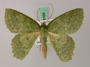  ( - BC ZSM Lep 58163)  @11 [ ] by-nc-sa (2025) SNSB, Staatliche Naturwissenschaftliche Sammlungen Bayerns ZSM (SNSB, Zoologische Staatssammlung Muenchen)