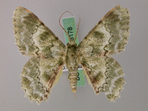  ( - BC ZSM Lep 58177)  @11 [ ] by-nc-sa (2025) SNSB, Staatliche Naturwissenschaftliche Sammlungen Bayerns ZSM (SNSB, Zoologische Staatssammlung Muenchen)
