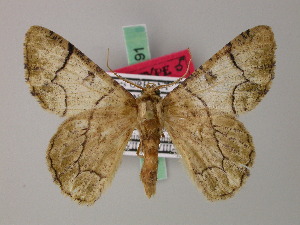  (Metallolophia assamensis - BC ZSM Lep 58191)  @11 [ ] by-nc-sa (2025) SNSB, Staatliche Naturwissenschaftliche Sammlungen Bayerns ZSM (SNSB, Zoologische Staatssammlung Muenchen)