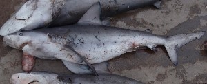  (Carcharhinus altimus - RJ CCA 4692)  @13 [ ] CreativeCommons - Attribution Non-Commercial Share-Alike (2012) Rima W. Jabado Unspecified