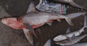  (Carcharhinus plumbeus - RJ CCP 4246)  @12 [ ] CreativeCommons - Attribution Non-Commercial Share-Alike (2012) Rima W. Jabado Unspecified