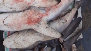  (Carcharhinus falciformis - RJ FAL 5006)  @12 [ ] CreativeCommons - Attribution Non-Commercial Share-Alike (2012) Rima W. Jabado Unspecified