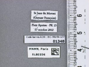  (Apuecla picus - BC-MNHN-LEP01348)  @11 [ ] by-nc-sa (2021) MNHN MNHN, Paris