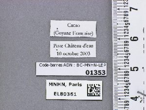  (Siderus parvinotus - BC-MNHN-LEP01353)  @11 [ ] by-nc-sa (2021) MNHN MNHN, Paris