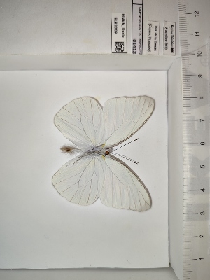  (Glutophrissa drusilla drusilla - BC-MNHN-LEP01413)  @11 [ ] cc (2022) Rodolphe Rougerie Muséum national d'histoire naturelle