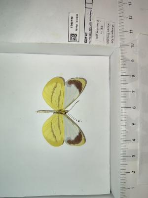  (Enantia melite melite - BC-MNHN-LEP01425)  @11 [ ] cc (2022) Rodolphe Rougerie Muséum national d'histoire naturelle