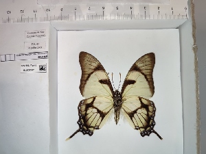  (Eurytides dolicaon dolicaon - BC-MNHN-LEP01446)  @11 [ ] cc (2022) Rodolphe Rougerie Muséum national d'histoire naturelle