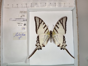  ( - BC-MNHN-LEP01447)  @11 [ ] cc (2022) Rodolphe Rougerie Mus&eacute;um national d'histoire naturelle