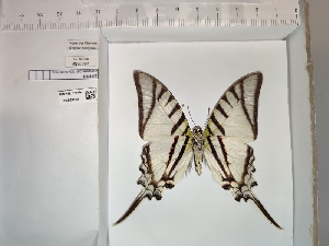  ( - BC-MNHN-LEP01447)  @11 [ ] cc (2022) Rodolphe Rougerie Mus&eacute;um national d'histoire naturelle
