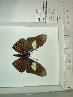  (Eurytides pausanias - BC-MNHN-LEP01451)  @11 [ ] cc (2022) Rodolphe Rougerie Muséum national d'histoire naturelle