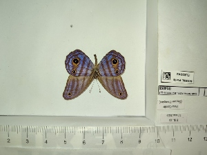  (Chloreuptychia amethysta - BC-MNHN-LEP01453)  @11 [ ] cc (2022) Rodolphe Rougerie Muséum national d'histoire naturelle
