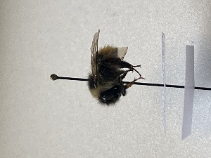  ( - GG_BG_011_pyr)  @11 [ ] nrr (2025) Guillaume Ghisbain University of Mons