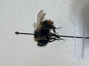  ( - GG_BG_012_pyr)  @11 [ ] nrr (2025) Guillaume Ghisbain University of Mons