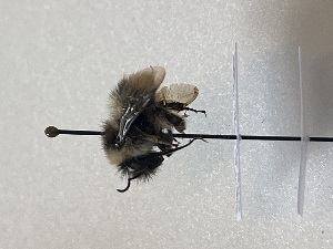  ( - GG_BG_013_pyr)  @11 [ ] nrr (2025) Guillaume Ghisbain University of Mons