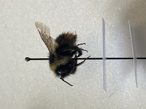  ( - GG_BG_014_pyr)  @11 [ ] nrr (2025) Guillaume Ghisbain University of Mons