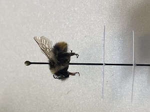  ( - GG_BG_015_pyr)  @11 [ ] nrr (2025) Guillaume Ghisbain University of Mons