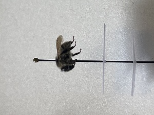  ( - GG_BG_026_deu)  @11 [ ] nrr (2025) Guillaume Ghisbain University of Mons