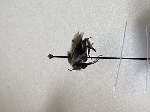  ( - GG_BG_027_deu)  @11 [ ] nrr (2025) Guillaume Ghisbain University of Mons