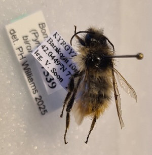  ( - KYR_337)  @11 [ ] nrr (2025) Paul H. Williams University of Mons