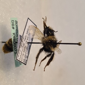  ( - KYR_73)  @11 [ ] nrr (2025) Paul H. Williams University of Mons