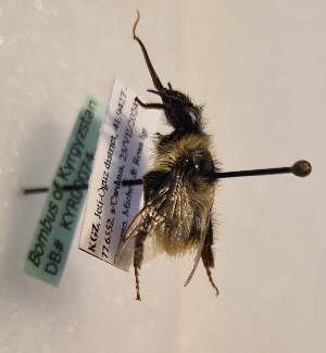  ( - KYR_74)  @11 [ ] nrr (2025) Paul H. Williams University of Mons