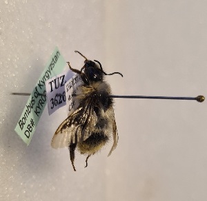  ( - KYR_75)  @11 [ ] nrr (2025) Paul H. Williams University of Mons