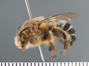  ( - PRAS3305)  @11 [ ] Unspecified (default): All Rights Reserved (2025) Pierre Rasmont University of Mons