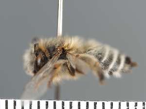  ( - PRAS3325)  @11 [ ] Unspecified (default): All Rights Reserved (2025) Pierre Rasmont University of Mons