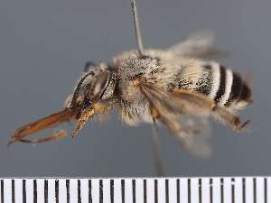  ( - PRAS3368)  @11 [ ] Unspecified (default): All Rights Reserved (2025) Pierre Rasmont University of Mons