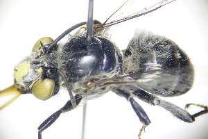  ( - PRAS3393)  @11 [ ] Unspecified (default): All Rights Reserved (2025) Pierre Rasmont University of Mons