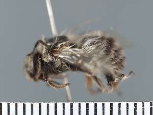  ( - PRAS3400)  @11 [ ] Unspecified (default): All Rights Reserved (2025) Pierre Rasmont University of Mons