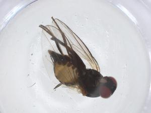  ( - CBG-A18984-F05)  @11 [ ] CreativeCommons - Attribution Share - Alike (2023) Centre for Biodiversity Genomics Centre for Biodiversity Genomics