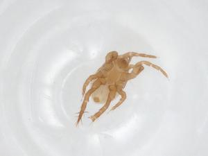  (Parasitellus - CBG-A21954-A07)  @11 [ ] CreativeCommons - Attribution Share - Alike (2023) Centre for Biodiversity Genomics Centre for Biodiversity Genomics