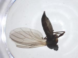  ( - CBG-A21959-G11)  @11 [ ] CreativeCommons - Attribution Share - Alike (2023) Centre for Biodiversity Genomics Centre for Biodiversity Genomics