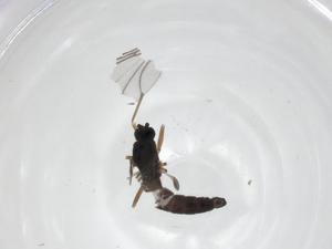  ( - CBG-A21980-H04)  @11 [ ] CreativeCommons - Attribution Share - Alike (2023) Centre for Biodiversity Genomics Centre for Biodiversity Genomics