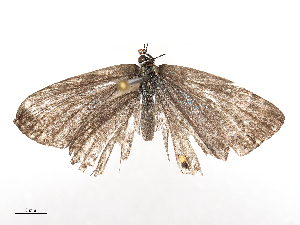  ( - CBG-B02487-A07)  @11 [ ] CreativeCommons - Attribution Share - Alike (2025) CBG Photography Group Centre for Biodiversity Genomics