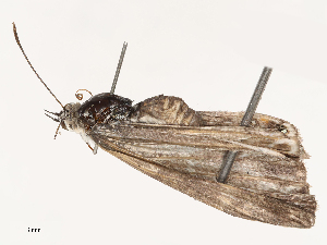  ( - CBG-B02500-D09)  @11 [ ] CreativeCommons - Attribution Share - Alike (2025) CBG Photography Group Centre for Biodiversity Genomics